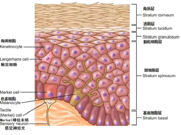 孚美达乳膏是如何淡化皮肤色素的？